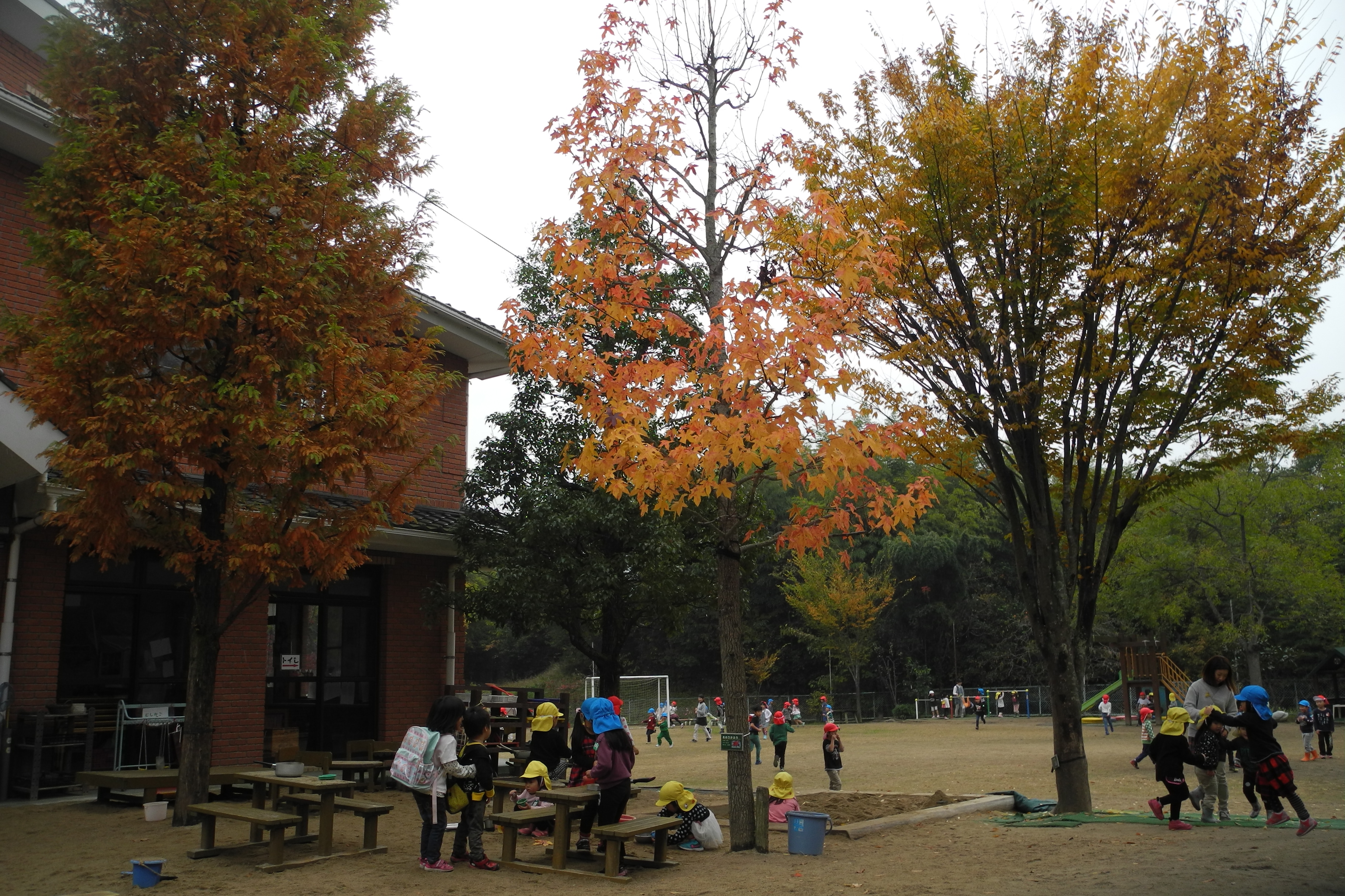 だいぶ、紅葉してきました。